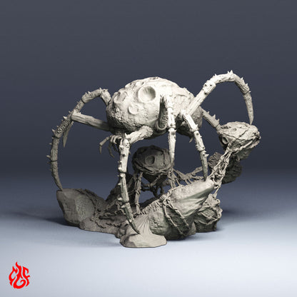 Araignée astéroïde