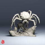 Araignée astéroïde