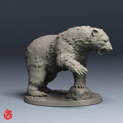 Oso Polar