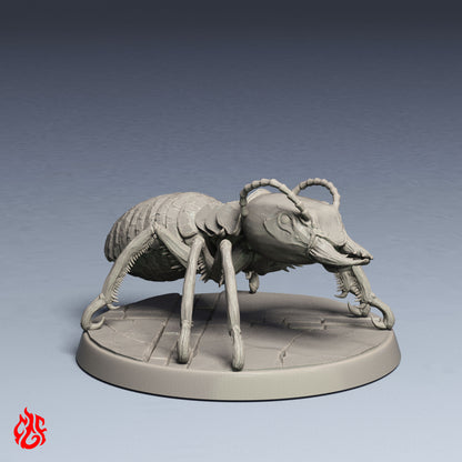 Paquete de hormigas gigantes