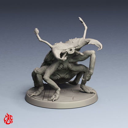 Goliath Stag Beetle