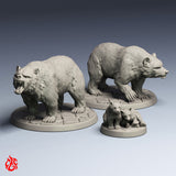 Bears