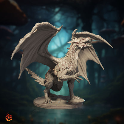 Young Red Dragon