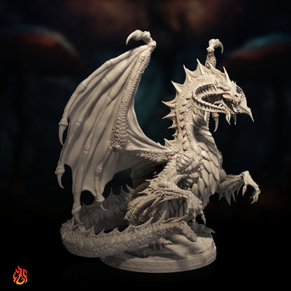 Young Black Dragon